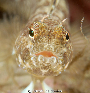 female sailfin blenny close up by Suzan Meldonian 